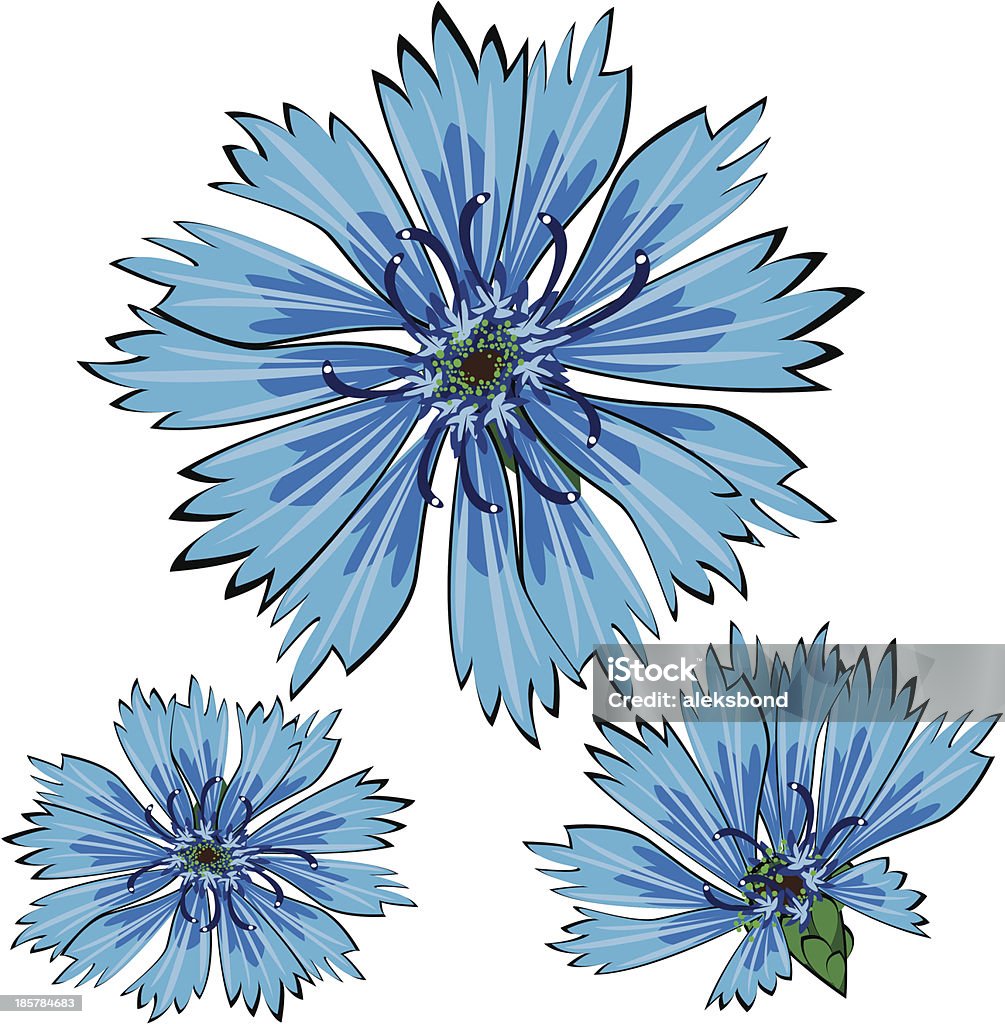 blue vector cornflower flowers isolated on white background Blossom stock vector