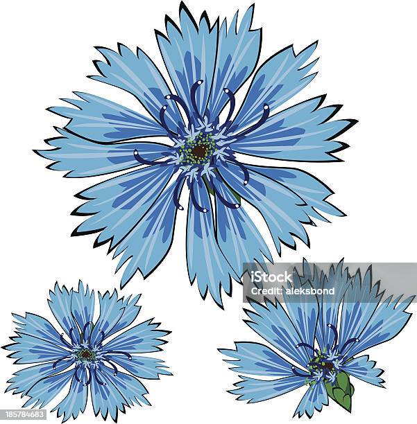 Blue Vector Cornflower Flowers Isolated On White Background Stock Illustration - Download Image Now