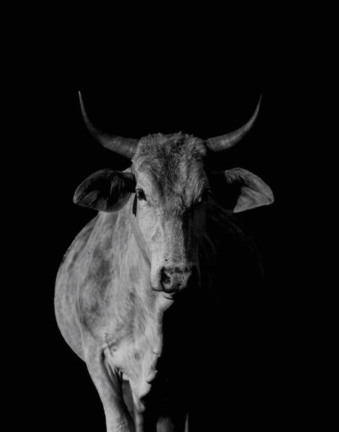 istock Black and White dramatic cow with horns 1857849560
