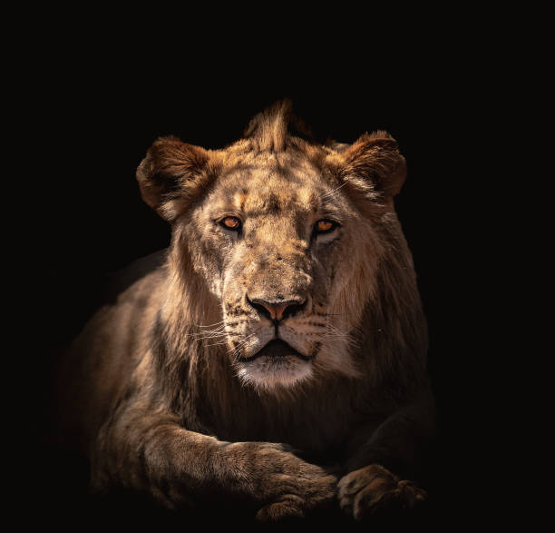 istock Lion laying down with black background 1857850990