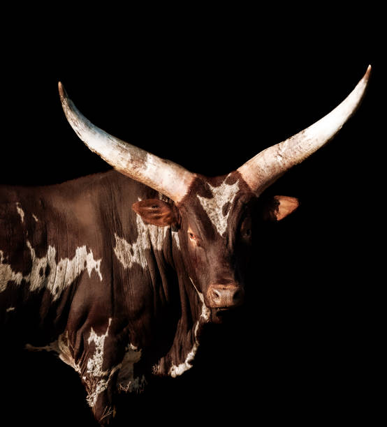 istock South African Ankole Bull 1857851135