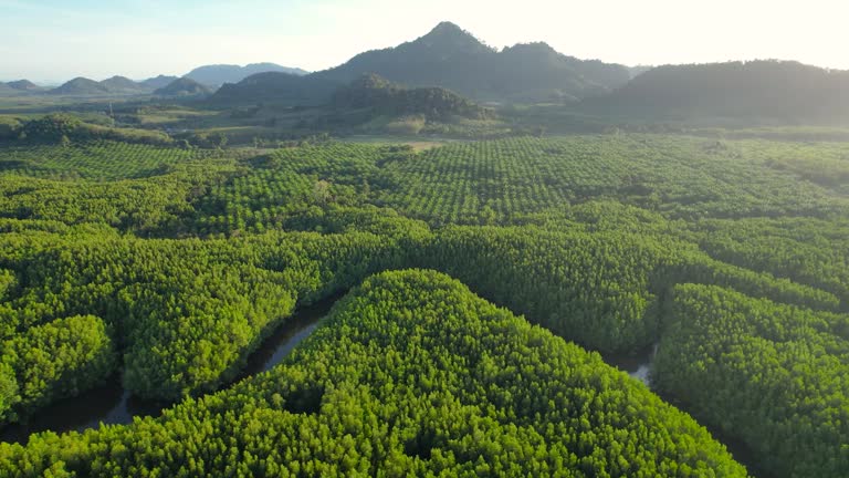 Scenic aerial drone view of mangrove forest and palm plantation over river at Sunrise Scene in South of Thailand