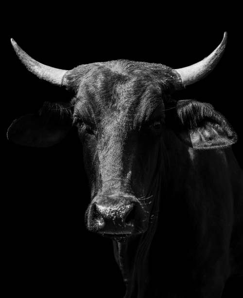 istock Black and white cow with horns Portrait 1857856329