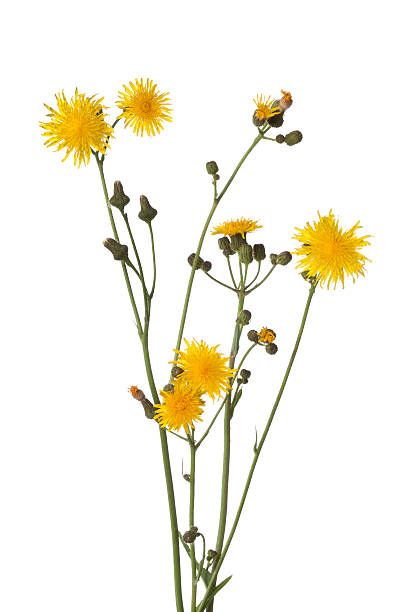 осенний hawkbit цветы - hawkbit стоковые фото и изображения