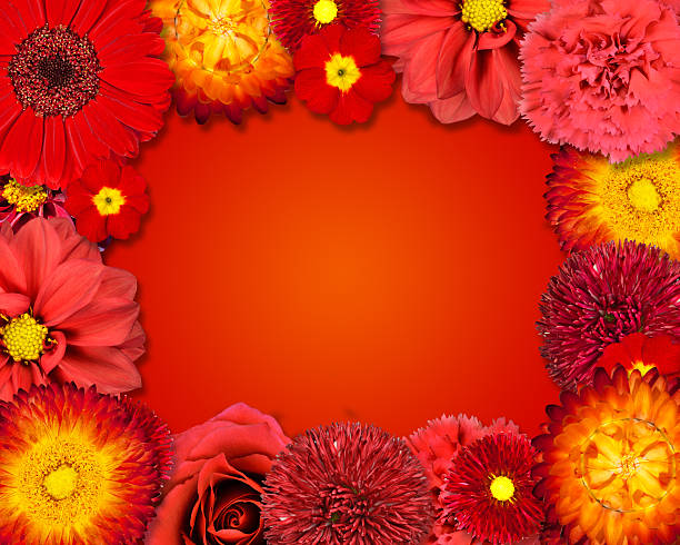 istock Flower Frame with Red Flowers on Orange Background 185786597