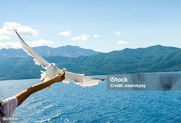 Seagul De Alimentación Foto de stock y más banco de imágenes de Aire libre - Aire libre, Alimentar, Alimento