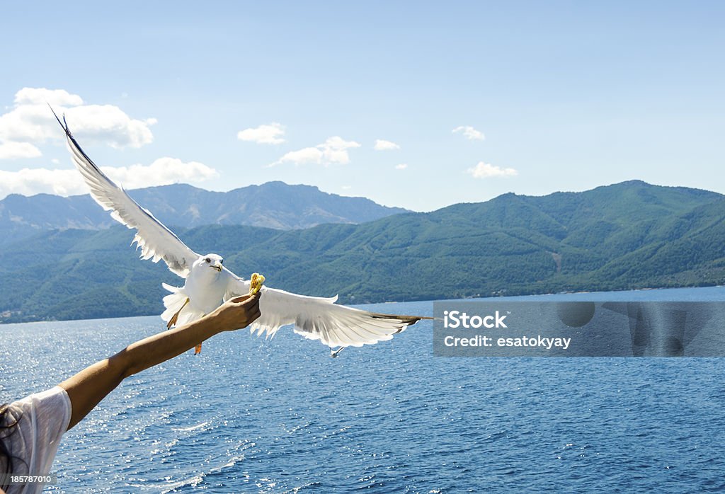 Seagul nutrizione - Foto stock royalty-free di Affamato