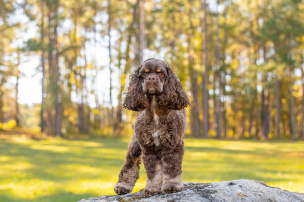 istock Chocolate American cocker spaniel playing at a pack with green background 1857879601