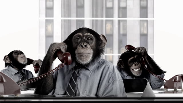 Monkey Business Service