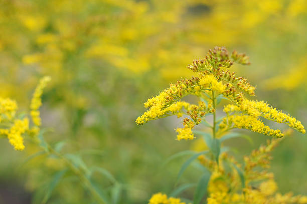 istock Golden rod wildflower 185788214