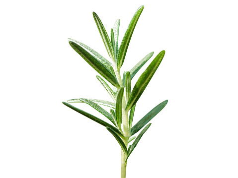 Rosemary, Rosmarin or Rosmarinus officinalis, leaves are used to flavor various foods and used in traditional medicine.