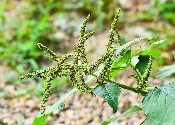 amarante vert - amaranthus cruentus photos et images de collection