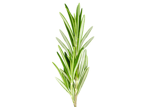 Rosemary, Rosmarin or Rosmarinus officinalis, leaves are used to flavor various foods and used in traditional medicine.
