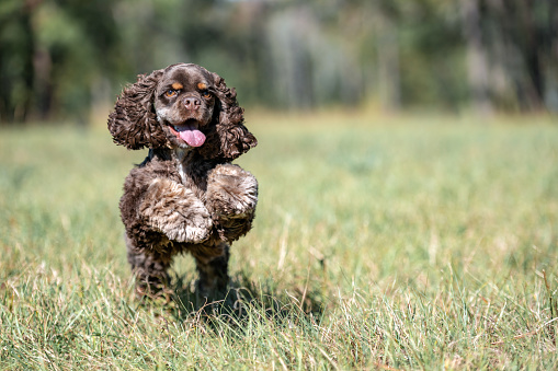 Chocolate American cocker spaniel playing at a pack with green background