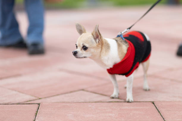 istock Cute chihuahua dog 1857894037