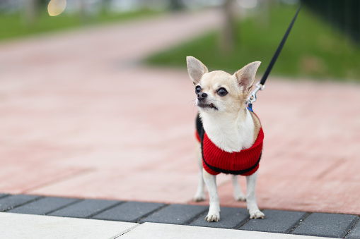 Cute chihuahua dog in knitted sweater outdoors.