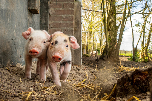 Two tiny pigs, cheeky funny young swines playing together with love, approaching front view