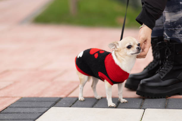 istock Woman petting chihuahua 1857894567