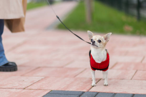 istock Curious chihuahua dog 1857895075