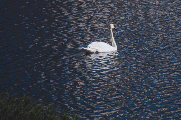 Swan at Lake at beautiful day stock photo