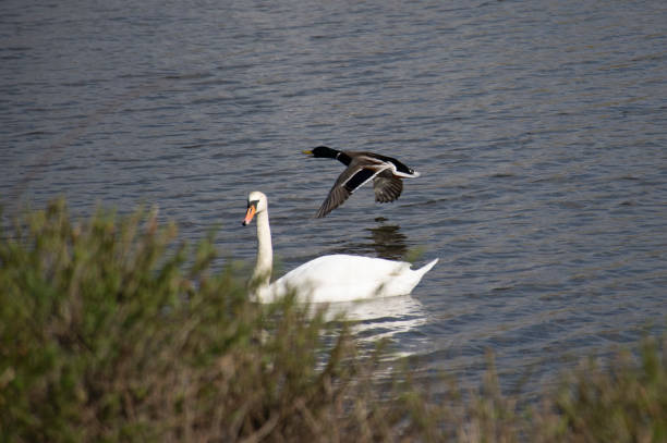Swan at Lake at beautiful day stock photo