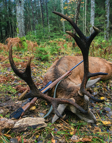 Rare trophy of Rominten red deer with gun after legitimate autumn hunt. European red deer from the Rominten Forest and rifle in the typical autumn grounds of the Kaliningrad region.