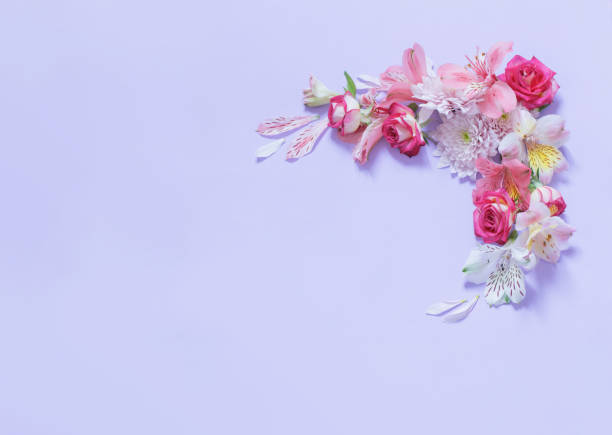 istock alstroemeriaand chrysanthemums  flowers on violet  background 1857903028