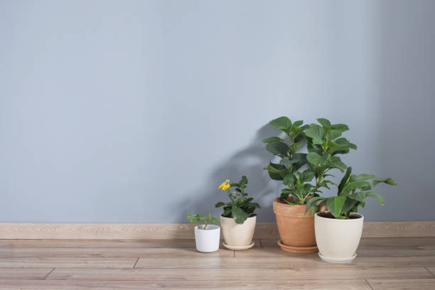 istock plants in pots on wooden floor indoor 1857903307