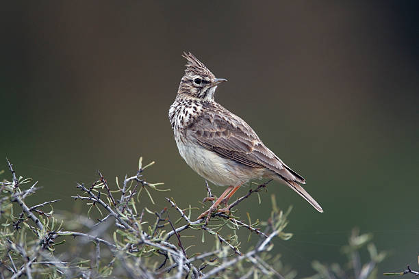 istock Thekla lark, Galerida theklae 185791198