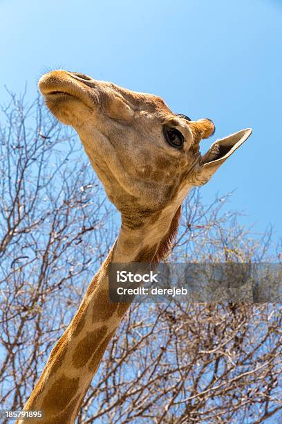 Photo libre de droit de Portrait De La Girafe banque d'images et plus d'images libres de droit de Afrique - Afrique, Animaux de safari, Animaux à l'état sauvage