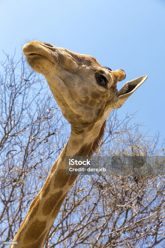 Портрет Жираф - Стоковые фото Африка роялти-фри