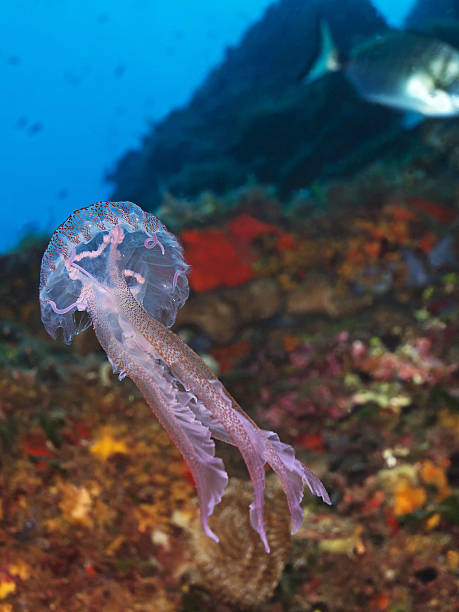 istock Luminescent jellyfish, Leuchtqualle (Pelagia noctiluca) 185792368