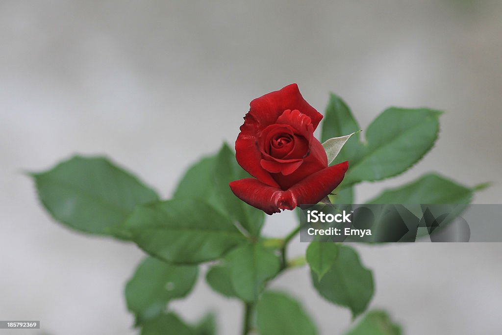 Rosa rossa - Foto stock royalty-free di Bellezza