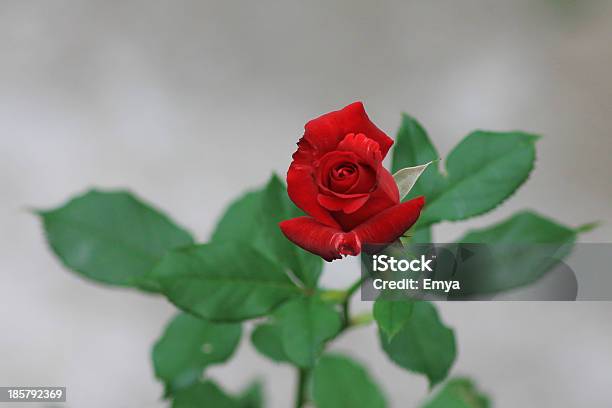 Rosa Rossa - Fotografie stock e altre immagini di Bellezza - Bellezza, Bellezza naturale, Colore descrittivo