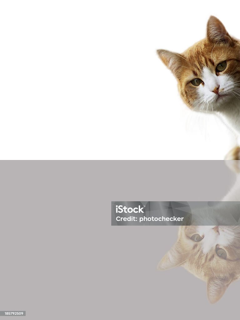 Ciekawy Kot - Zbiór zdjęć royalty-free (Biały)
