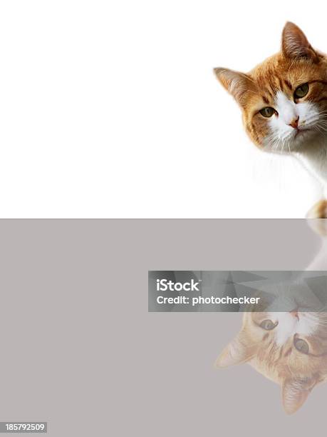 Ciekawy Kot - zdjęcia stockowe i więcej obrazów Biały - Biały, Ciekawość, Czarować