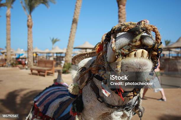 Kamel Stockfoto und mehr Bilder von Abenteuer - Abenteuer, Afrika, Arabeske