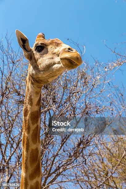 Retrato De Una Jirafa Foto de stock y más banco de imágenes de Aire libre - Aire libre, Alto - Descripción física, Animal