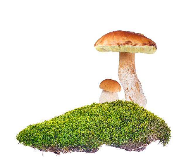 istock two penny buns in green moss on white 185792962