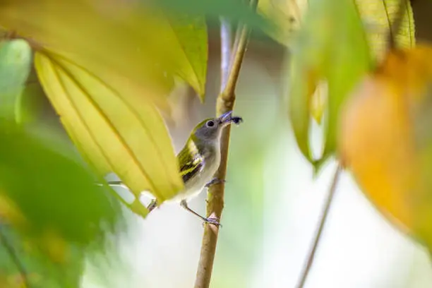 Photo of Chestnut-sided Warbler (Setophaga pensylvanica) spotted outside