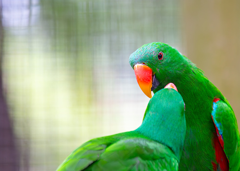 The resplendent Eclectus Parrot (Eclectus roratus), native to the rainforests of Oceania, captivates with its vibrant plumage. This intelligent and charming parrot species adds a burst of tropical colors to its natural habitat.