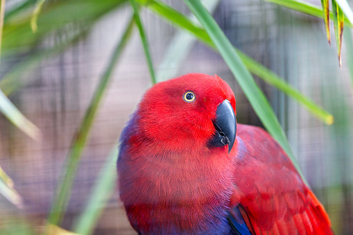 The resplendent Eclectus Parrot (Eclectus roratus), native to the rainforests of Oceania, captivates with its vibrant plumage. This intelligent and charming parrot species adds a burst of tropical colors to its natural habitat.