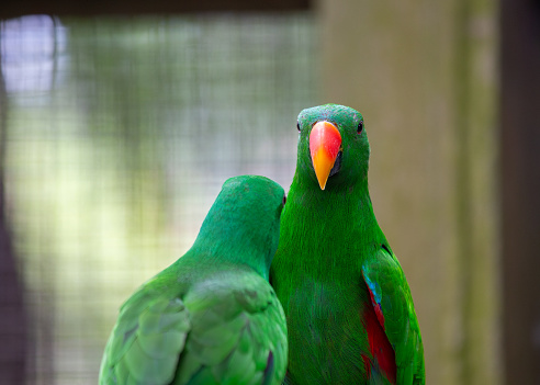 The resplendent Eclectus Parrot (Eclectus roratus), native to the rainforests of Oceania, captivates with its vibrant plumage. This intelligent and charming parrot species adds a burst of tropical colors to its natural habitat.