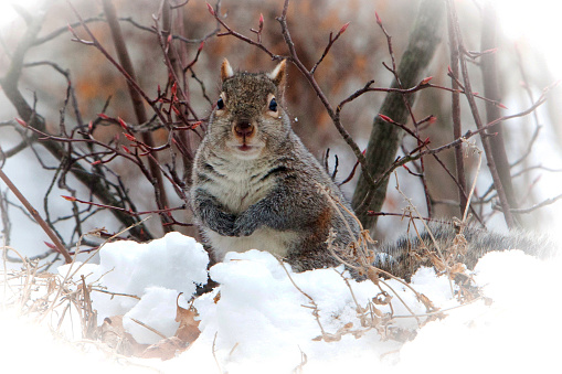 Satisfied looking squirrel looking over snow directly towards you