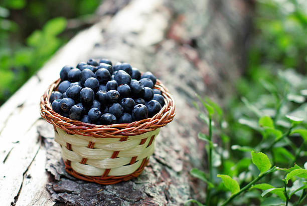 blueberry in a basket stock photo