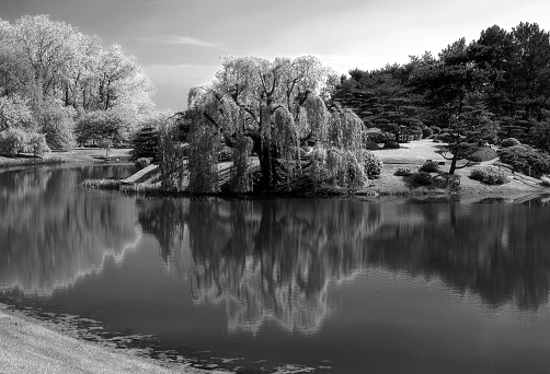 placid black and white scenery with infrared enhancement of trees