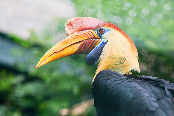 istock Knobbed hornbill in natural environment 185795291