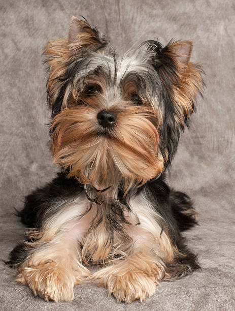 istock Shaggy puppy 185796171