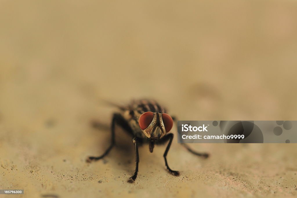 Fly Frontview - Lizenzfrei Facettenauge Stock-Foto