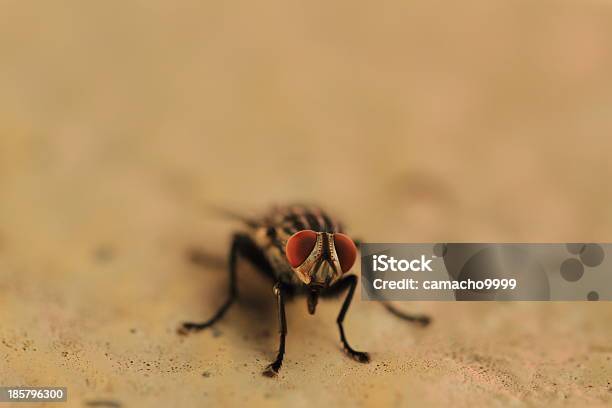 Fly Frontview Stockfoto und mehr Bilder von Facettenauge - Facettenauge, Fleischfliege, Fliegen